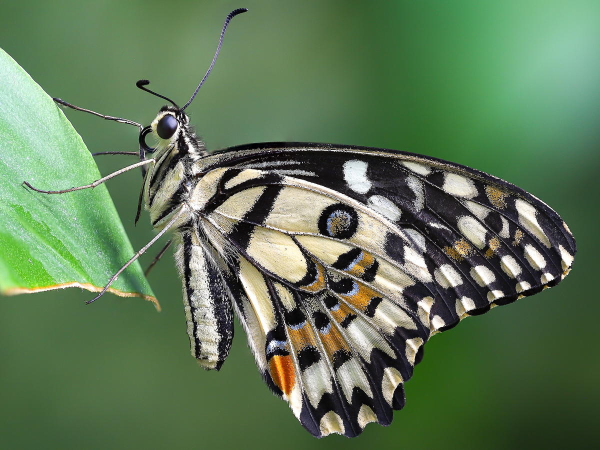 Papilio demoleus