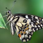 Papilio demoleus