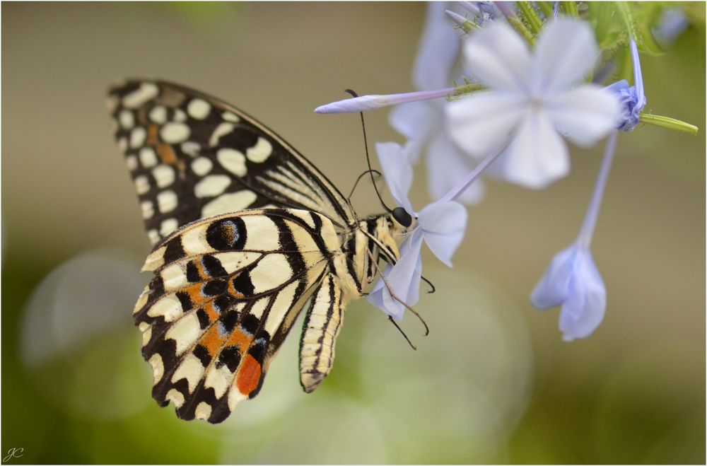 Papilio demoleus