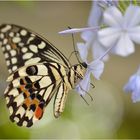 Papilio demoleus