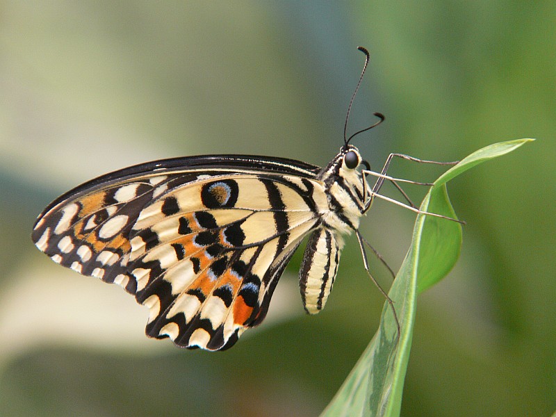 Papilio demoleus