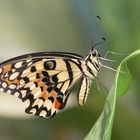 Papilio demoleus