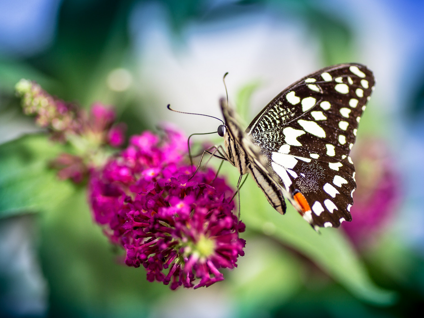 Papilio demoleus