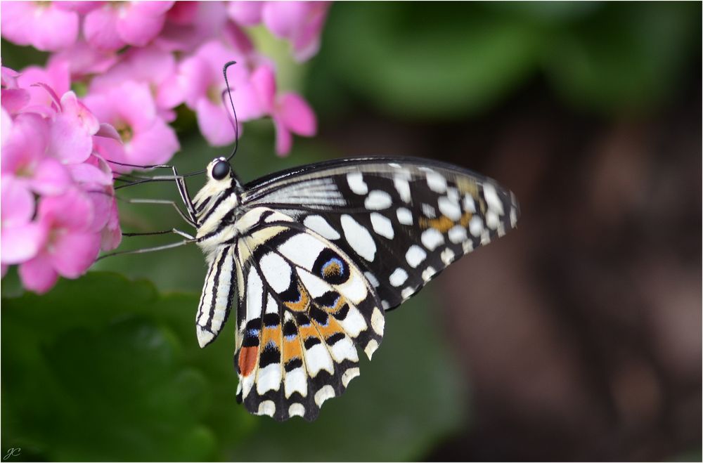 Papilio demoleus