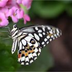 Papilio demoleus