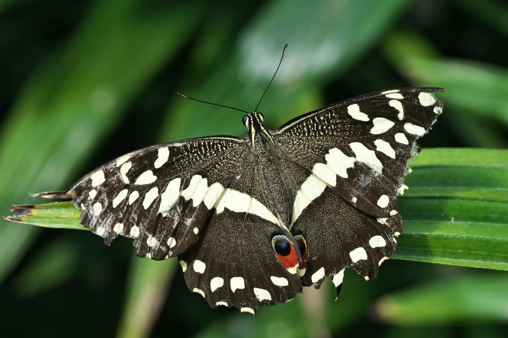 Papilio demoleus