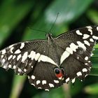 Papilio demoleus