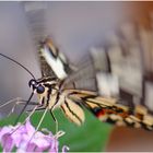 Papilio demoleus