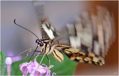 Papilio demoleus