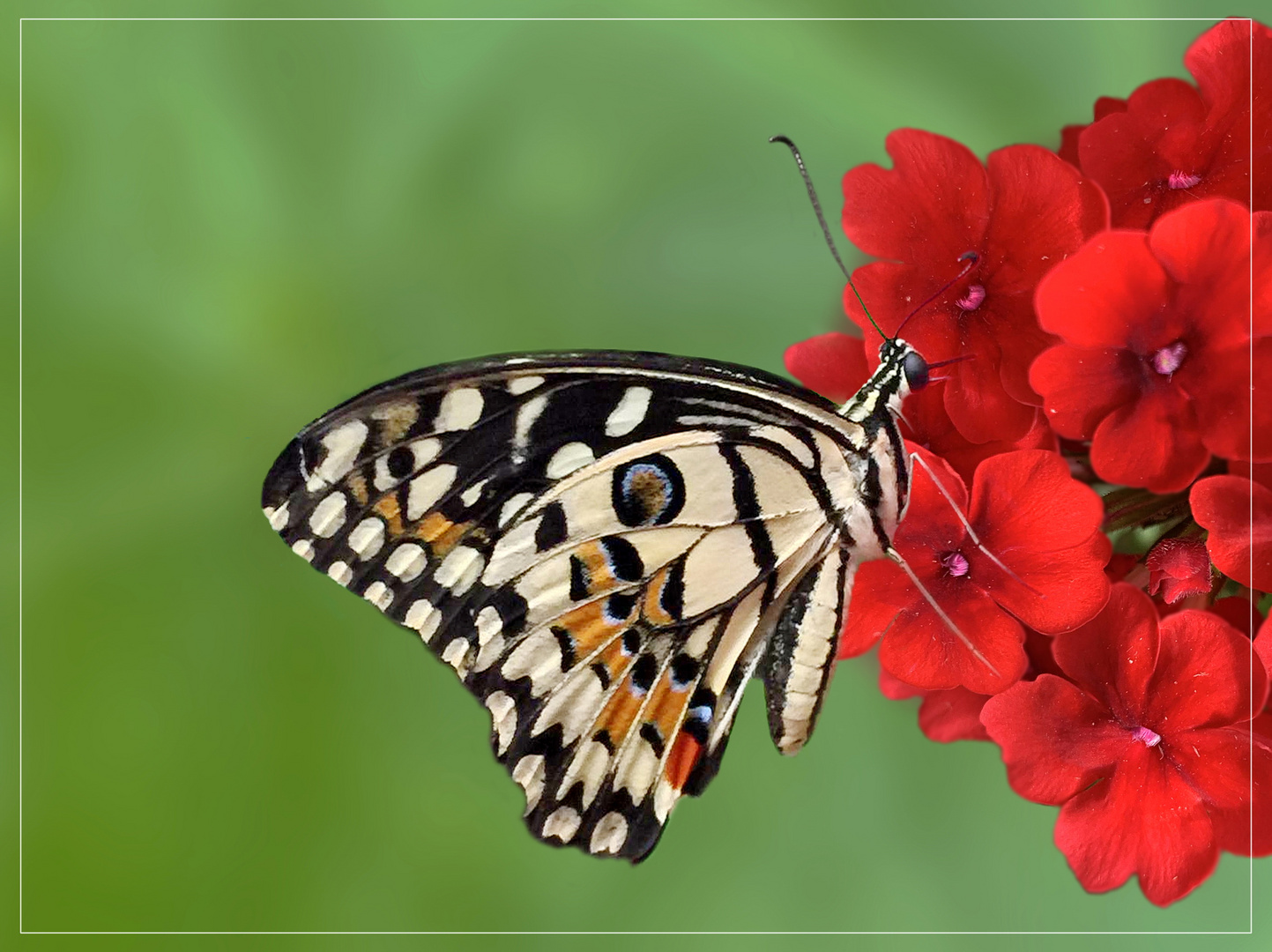 Papilio demoleus (Citrus Schwalbenschwanz) auf einer Verbene