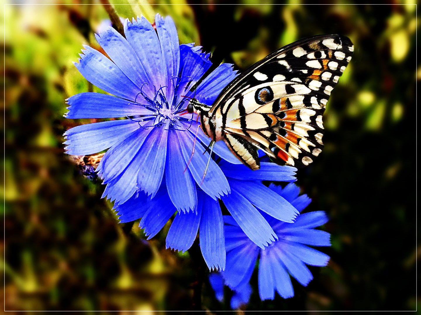  Papilio demoleus (Citrus Schwalbenschwanz) auf Wegwarte (Cichorium intybus) 