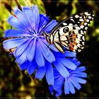  Papilio demoleus (Citrus Schwalbenschwanz) auf Wegwarte (Cichorium intybus) 