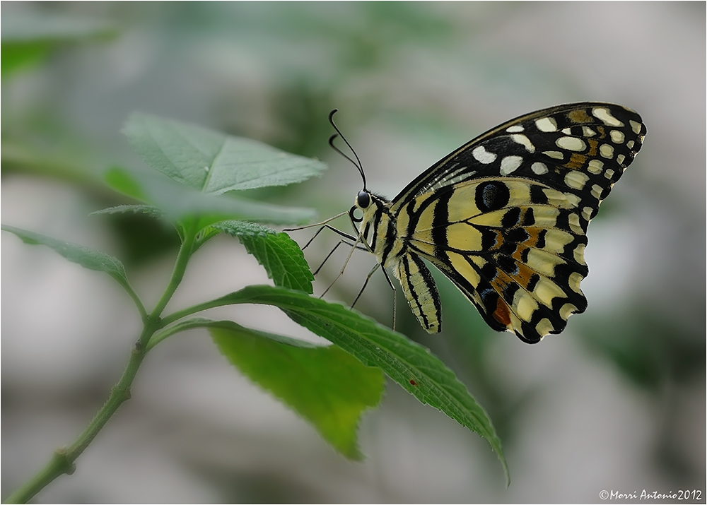 Papilio demoleus