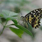 Papilio demoleus