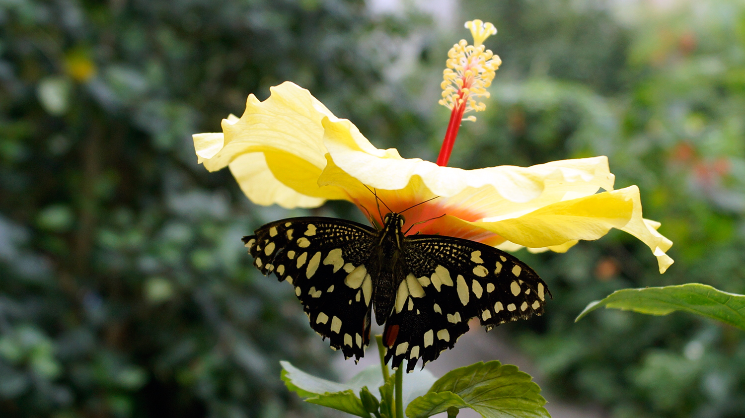 Papilio demoleus - Zitruswürfelfalter 