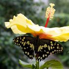 Papilio demoleus - Zitruswürfelfalter 