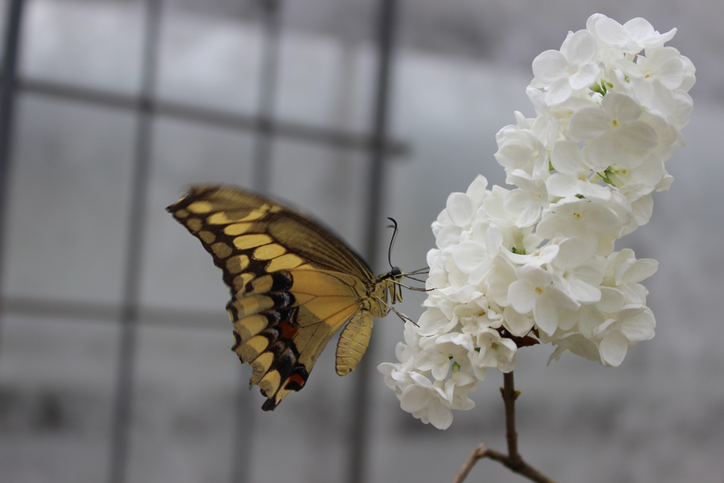 Papilio demoleus- Zitruswürfelfalter    