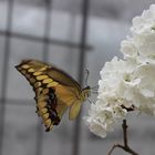 Papilio demoleus- Zitruswürfelfalter    