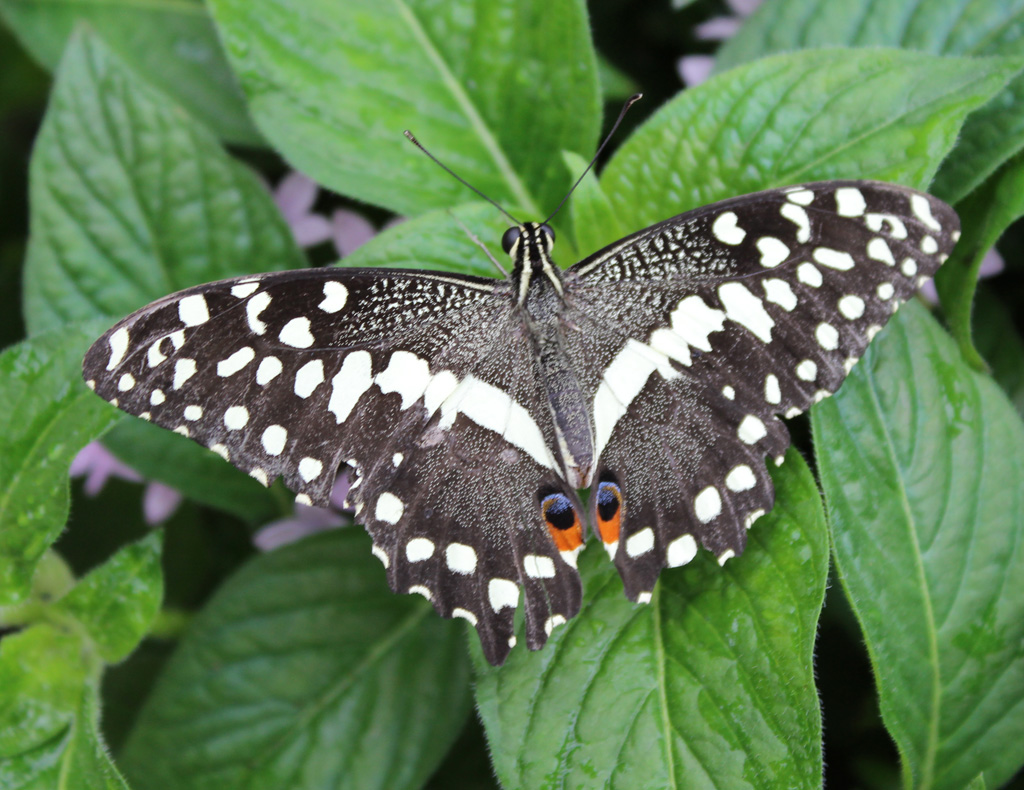 Papilio  demoleus - Zitruswürfelfalter