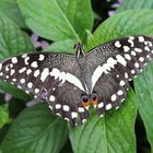 Papilio  demoleus - Zitruswürfelfalter