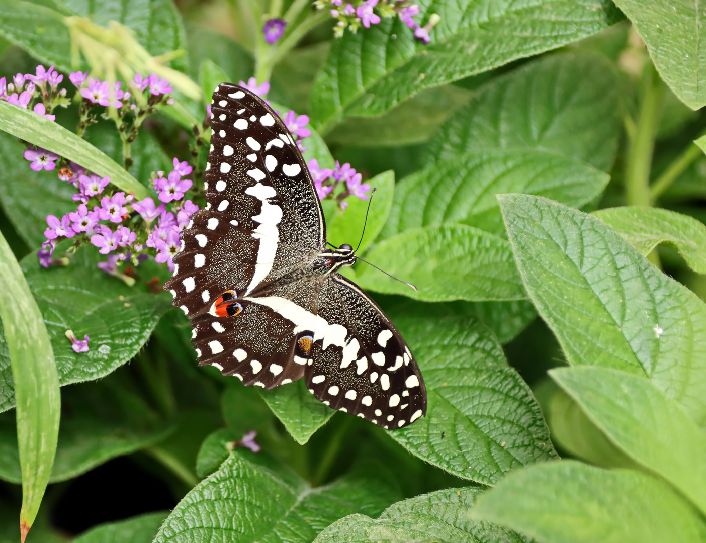 Papilio demoleus,Zitrus-Schwalbenschwanz,Chequered Swallowtail