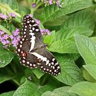 Papilio demoleus,Zitrus-Schwalbenschwanz,Chequered Swallowtail