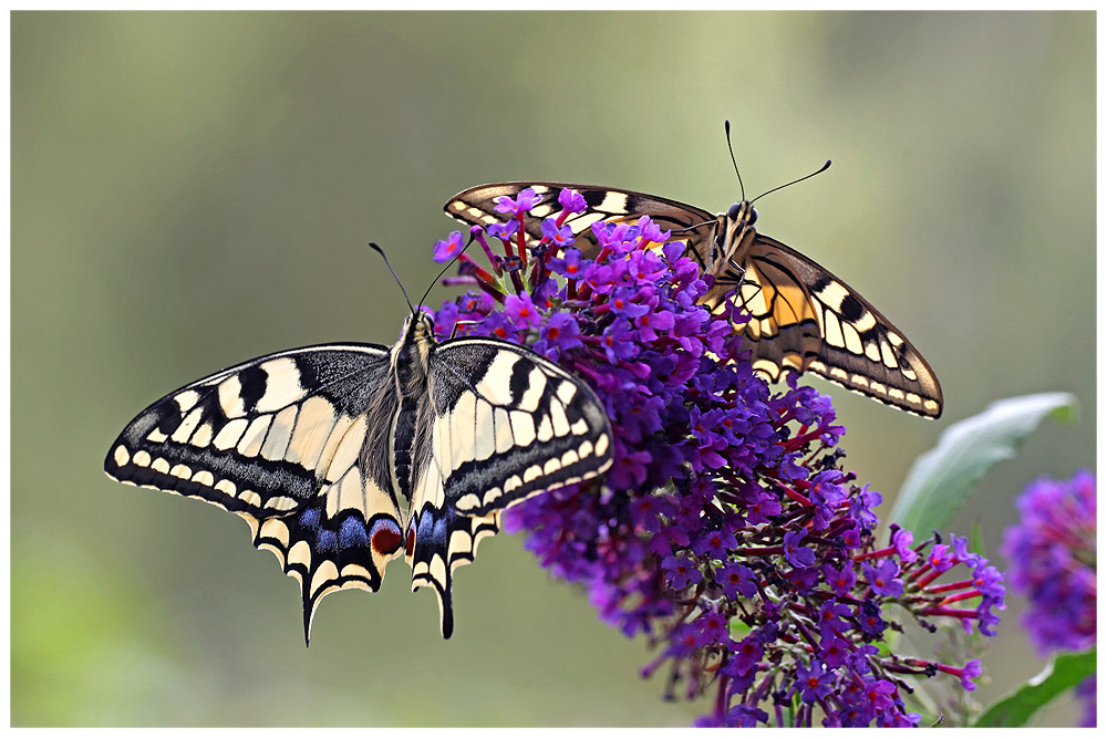 Papilio Doppel