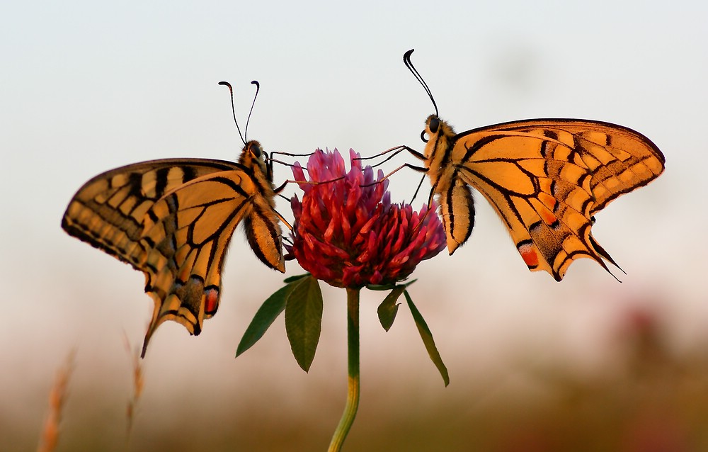 Papilio duo