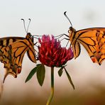 Papilio duo