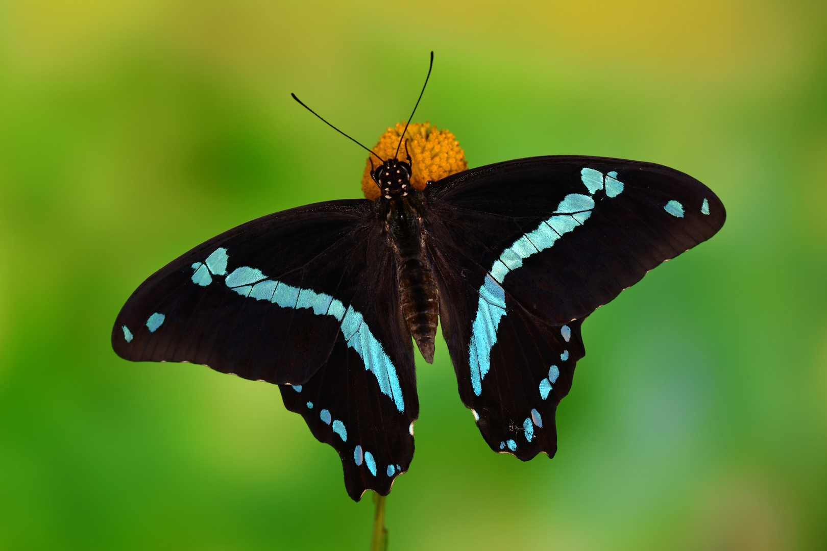 Papilio epiphorbas #2