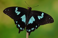 Papilio epiphorbas Männchen #2