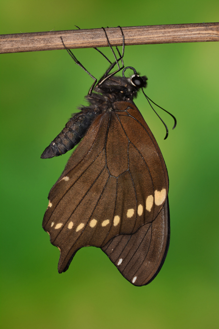 Papilio epiphorbas Männchen