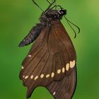 Papilio epiphorbas Männchen