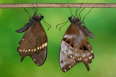 Papilio epiphorbas Männchen und Weibchen 