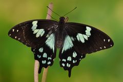 Papilio epiphorbas Weibchen #2