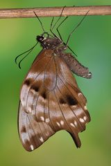 Papilio epiphorbas Weibchen