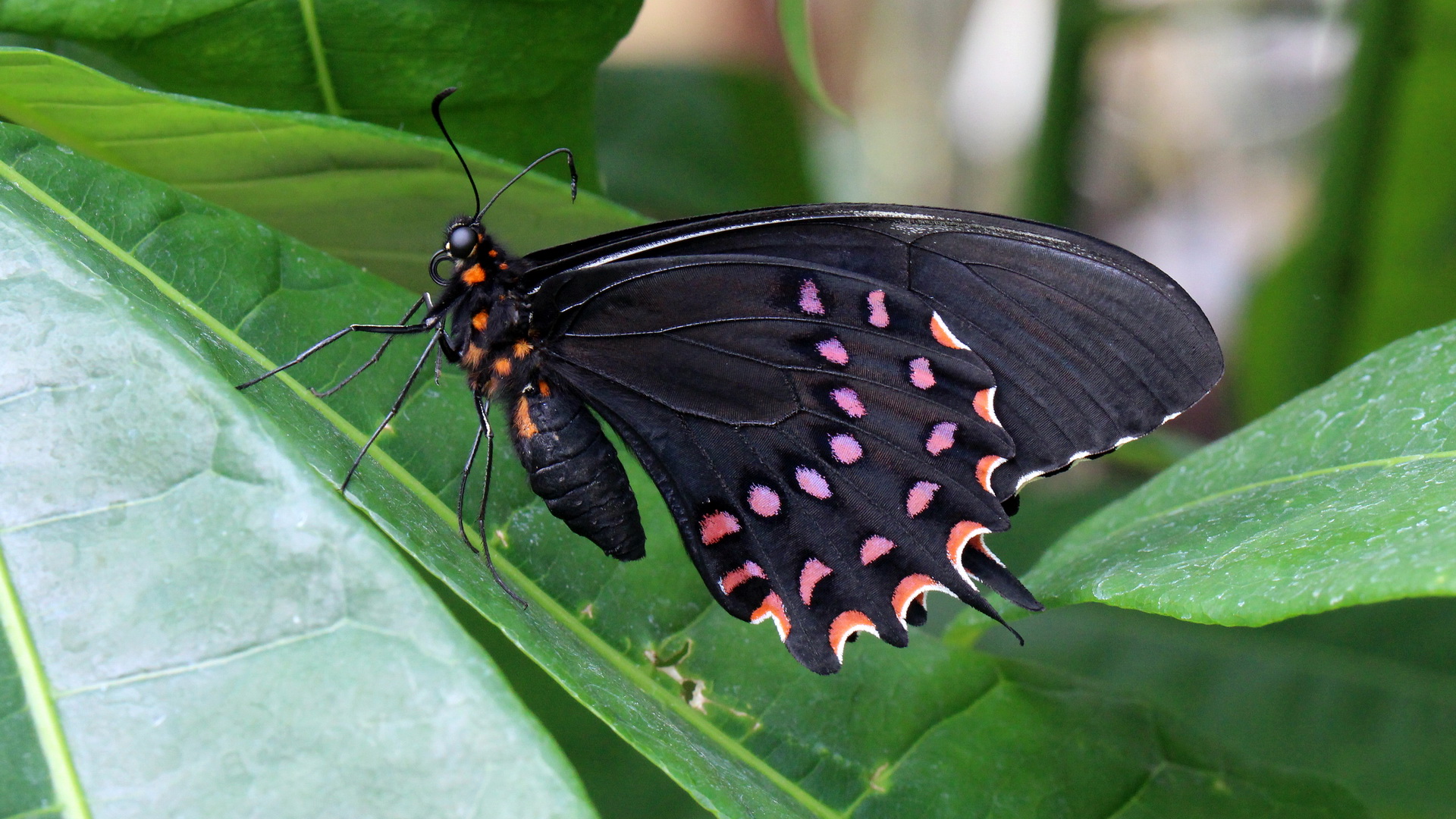 Papilio erostratus