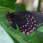 Papilio erostratus