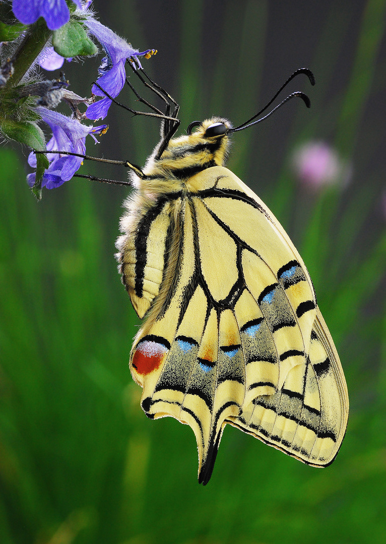 Papilio