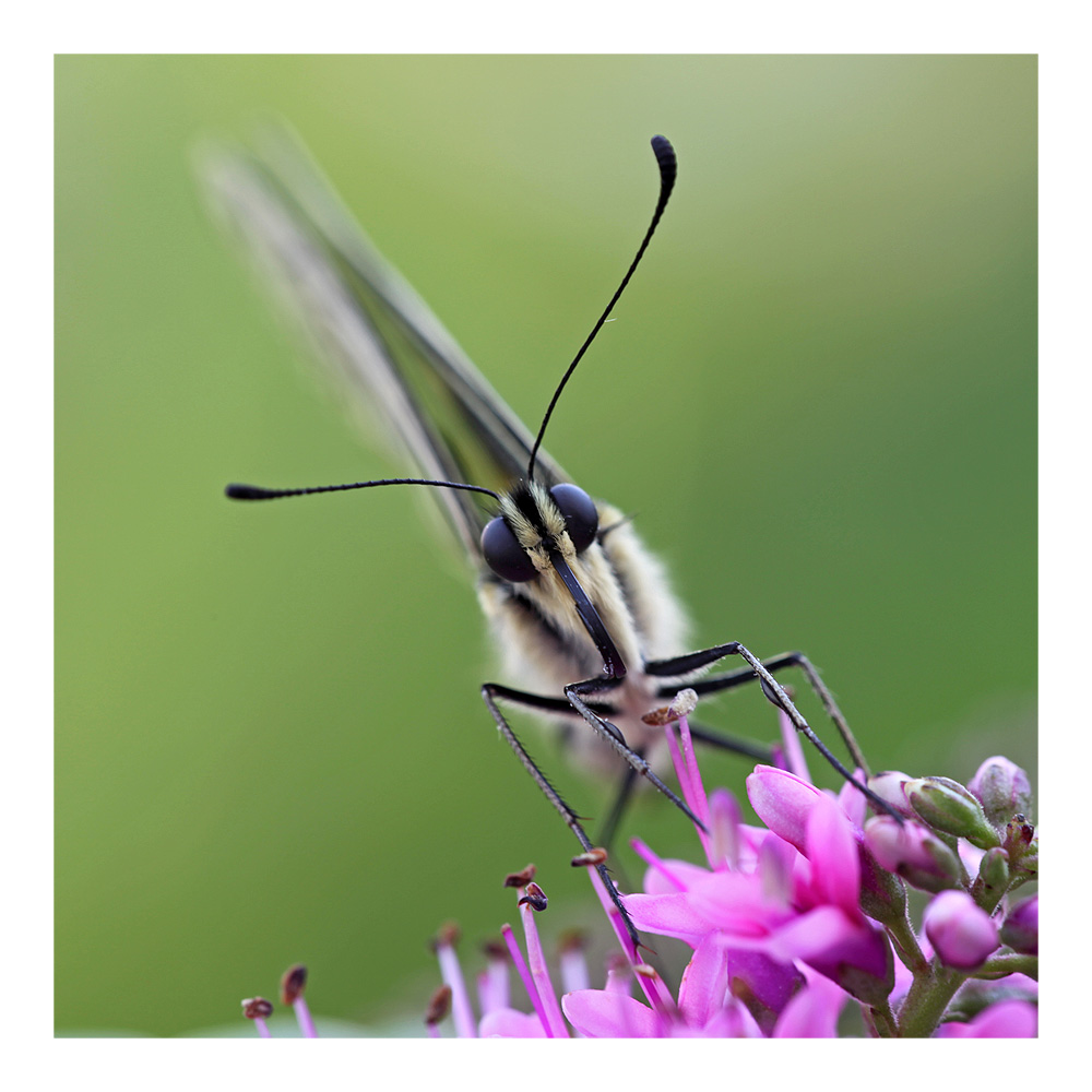 Papilio frontal