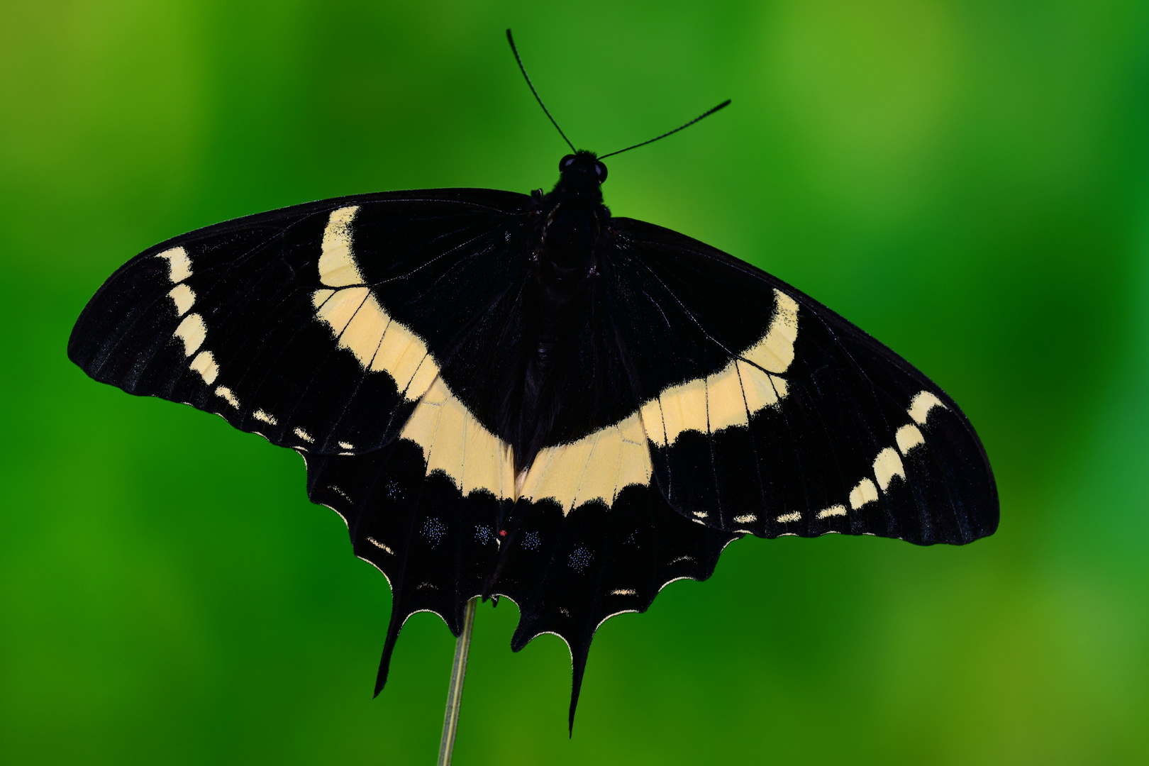 Papilio garamas #2