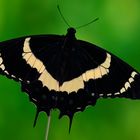 Papilio garamas #2