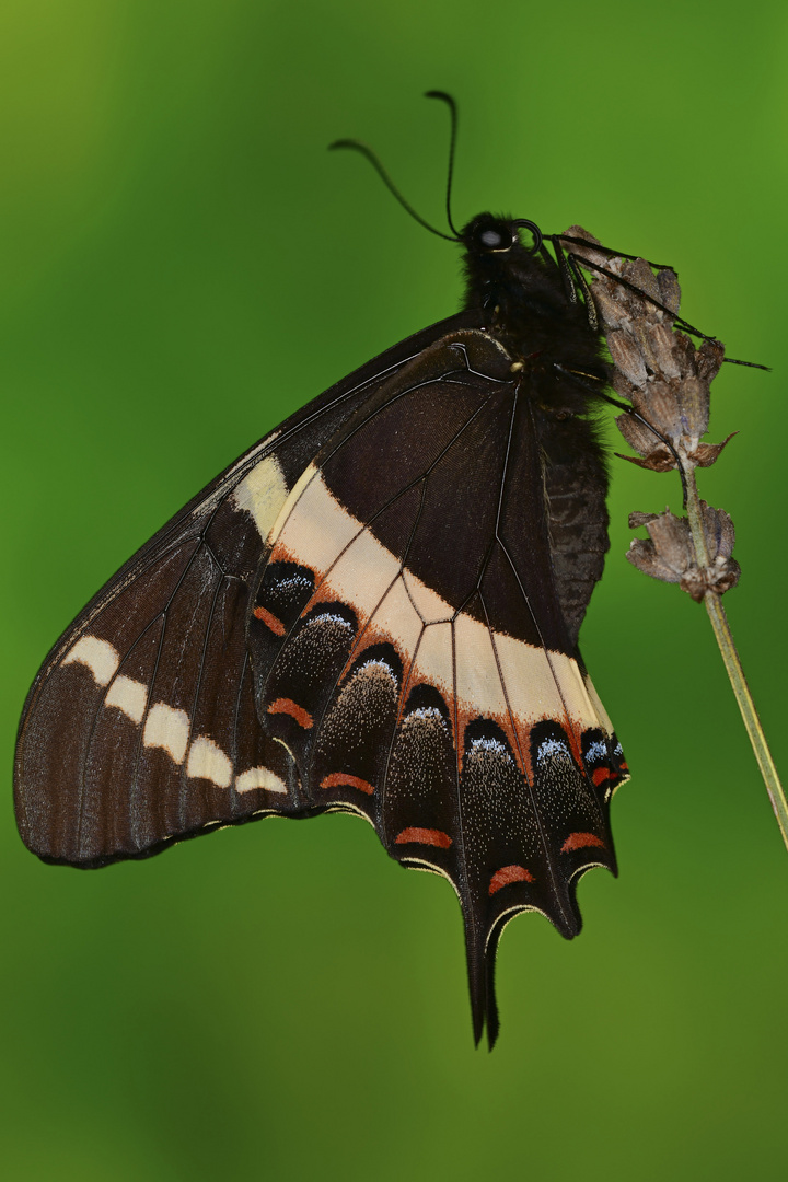 Papilio garamas