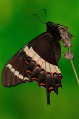 Papilio garamas