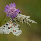 Papilio Geplänkel