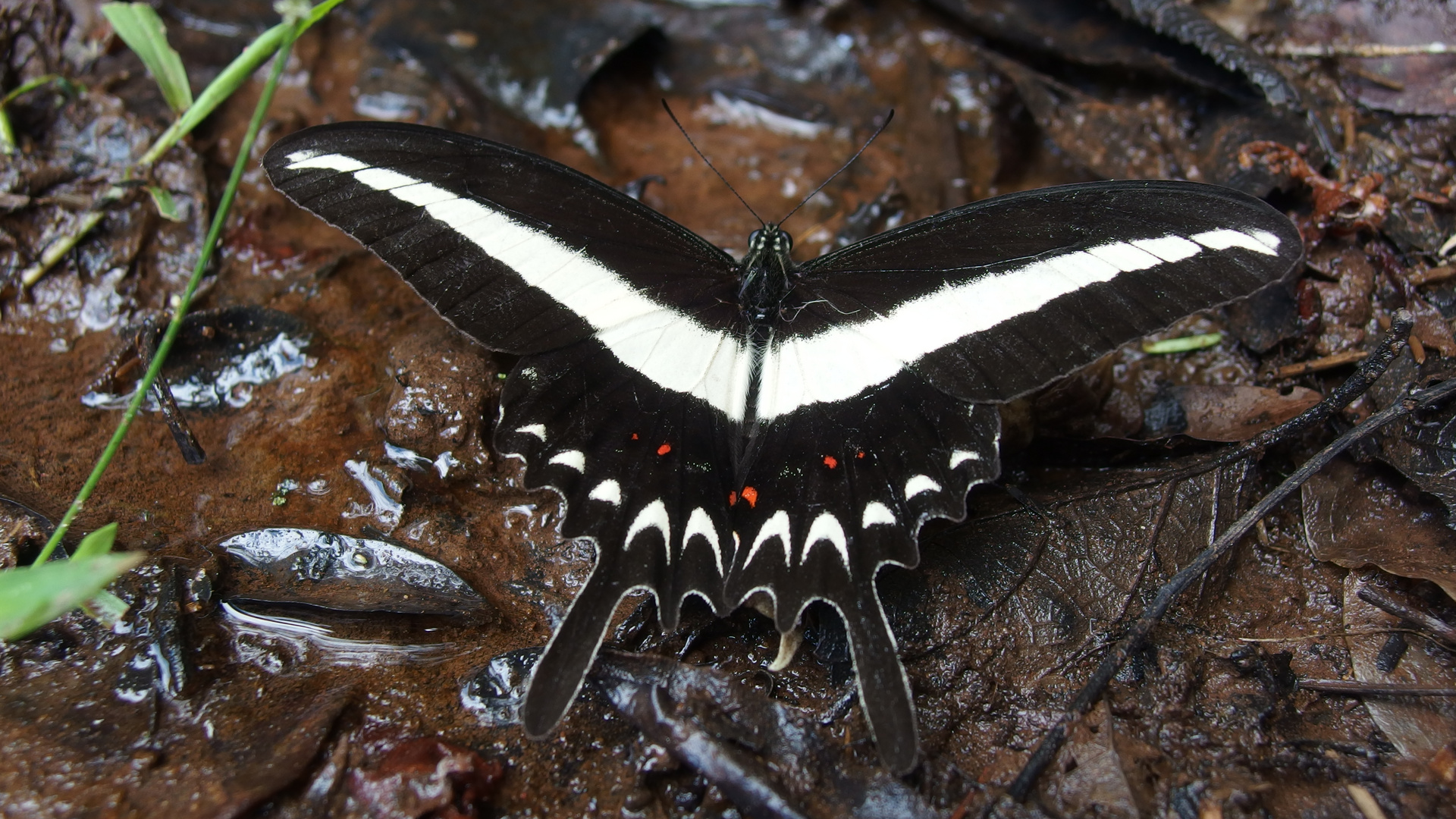 Papilio hectoroides