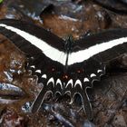 Papilio hectoroides