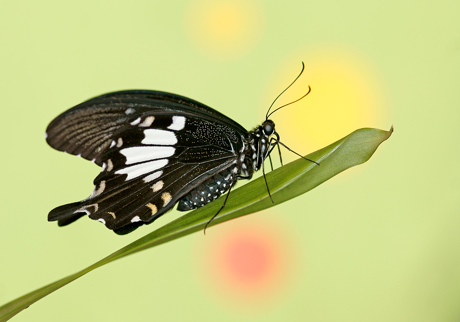 Papilio helenus