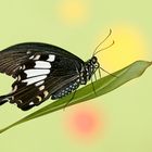 Papilio helenus