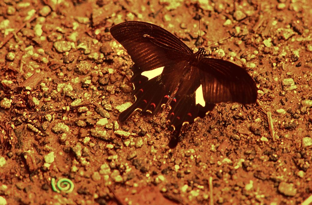 Papilio helenus           .DSC_8218